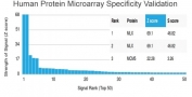 Analysis of HuProt(TM) microarray containing more than 19,000 full-length human proteins using MLX antibody (clone PCRP-MLX-1G8). These results demonstrate the foremost specificity of the PCRP-MLX-1G8 mAb. Z- and S- score: The Z-score represents the strength of a signal that an antibody (in combination with a fluorescently-tagged anti-IgG secondary Ab) produces when binding to a particular protein on the HuProt(TM) array. Z-scores are described in units of standard deviations (SD's) above the mean value of all signals generated on that array. If the targets on the HuProt(TM) are arranged in descending order of the Z-score, the S-score is the difference (also in units of SD's) between the Z-scores. The S-score therefore represents the relative target specificity of an Ab to its intended target.