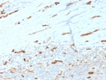 IHC staining of FFPE human tonsil tissue with PECAM1 antibody (clone PECAM1/3534). HIER: boil tissue sections in pH 9 10mM Tris with 1mM EDTA for 20 min and allow to cool before testing.