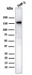 Western blot testing of human THP-1 cell lysate using PECAM1 antibody (clone PECAM1/3534). Expected molecular weight: 83-130 kDa depending on level of glycosylation.