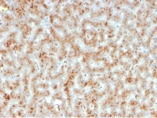 IHC staining of FFPE human liver tissue with Haptoglobin antibody (clone HP/3835) at 2ug/ml. HIER: boil tissue sections in pH 9 10mM Tris with 1mM EDTA for 20 min and allow to cool before testing.