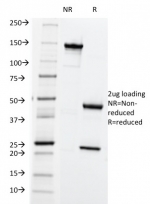 SDS-PAGE analysis of purified, BSA-free HLA-ABC antibody (clone SPM419) as confirmation of integrity and purity.