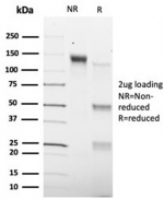 SDS-PAGE analysis of purified, BSA-free SMAD9 antibody (PCRP-SMAD9-2F4) as confirmation of integrity and purity.