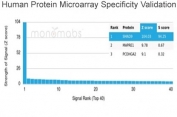 Analysis of HuProt(TM) microarray containing more than 19,000 full-length human proteins using SMAD9 antibody (clone PCRP-SMAD9-2F4). These results demonstrate the foremost specificity of the PCRP-SMAD9-2F4 mAb. Z- and S- score: The Z-score represents the strength of a signal that an antibody (in combination with a fluorescently-tagged anti-IgG secondary Ab) produces when binding to a particular protein on the HuProt(TM) array. Z-scores are described in units of standard deviations (SD's) above the mean value of all signals generated on that array. If the targets on the HuProt(TM) are arranged in descending order of the Z-score, the S-score is the difference (also in units of SD's) between the Z-scores. The S-score therefore represents the relative target specificity of an Ab to its intended target.