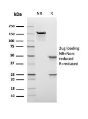 SDS-PAGE analysis of purified, BSA-free recombinant Nuclear Antigen antibody (clone rNM106) as confirmation of integrity and purity.