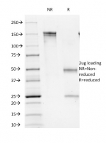 SDS-PAGE analysis of purified, BSA-free CD16 antibody (clone C16/1045) as confirmation of integrity and purity.
