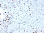 IHC staining of FFPE human spleen tissue with Resistin antibody (clone RETN/3331). HIER: boil tissue sections in pH 9 10mM Tris with 1mM EDTA for 20 min and allow to cool before testing.