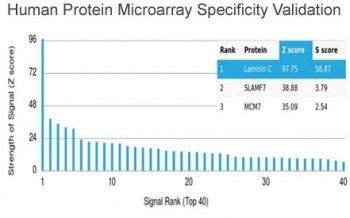 Analysis of HuProt(TM) microarray containing more than 19,000 full-length human proteins using Laminin gamma 1 antibody (clone LAMC1/3162). These results demonstrate the foremost specificity of the LAMC1/3162 mAb. Z- and S- score: The Z-score represents the strength of a signal that an antibody (in combinati