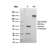 SDS-PAGE analysis of purified, BSA-free Biotin antibody (clone BTN399) as confirmation of integrity and purity.