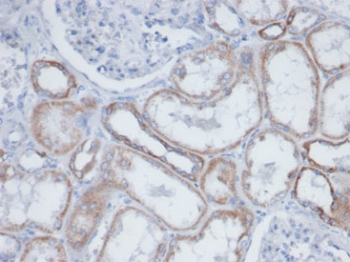 IHC staining of endogenous biotin in FFPE human kidney tissue with Biotin antibody (clone BTN399). HIER: boil tissue sections in pH 9 10mM Tris with 1mM EDTA for 20 min and allow to cool before testing.~