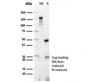 SDS-PAGE analysis of purified, BSA-free CD23 antibody (clone FCER2/6890) as confirmation of integrity and purity.