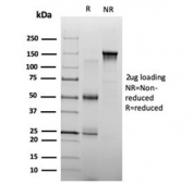 SDS-PAGE analysis of purified, BSA-free ZHX3 antibody (clone PCRP-ZHX3-1D11) as confirmation of integrity and purity.