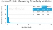 Analysis of HuProt(TM) microarray containing more than 19,000 full-length human proteins using ZHX3 antibody (clone PCRP-ZHX3-1D11). These results demonstrate the foremost specificity of the PCRP-ZHX3-1D11 mAb. Z- and S- score: The Z-score represents the strength of a signal that an antibody (in combination with a fluorescently-tagged anti-IgG secondary Ab) produces when binding to a particular protein on the HuProt(TM) array. Z-scores are described in units of standard deviations (SD's) above the mean value of all signals generated on that array. If the targets on the HuProt(TM) are arranged in descending order of the Z-score, the S-score is the difference (also in units of SD's) between the Z-scores. The S-score therefore represents the relative target specificity of an Ab to its intended target.