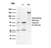 SDS-PAGE analysis of purified, BSA-free GATA3 antibody (clone GATA3/2441) as confirmation of integrity and purity.