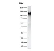 Western blot testing of human THP-1 cell lysate using CD31 antibody (clone C31.3 + JC/70A). Expected molecular weight: 83-130 kDa depending on level of glycosylation.