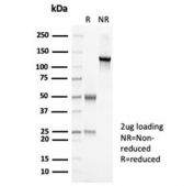 SDS-PAGE analysis of purified, BSA-free recombinant PAX7 antibody (clone PAX7/7079R) as confirmation of integrity and purity.