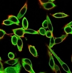 Immunofluorescent staining of PFA-fixed human HeLa cells using PBX1 antibody (green, clone PCRP-PBX1-3C8) and phalloidin (red).