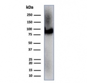 Western blot analysis of human heart tissue lysate using CD36 antibody (clone CD36/7217). Expected molecular weight: 53-88 kDa depending on level of glycosylation.