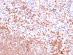 IHC staining of FFPE human spleen tissue with RETN antibody (clone RETN/4326). HIER: boil tissue sections in pH 9 10mM Tris with 1mM EDTA for 20 min and allow to cool before testing.