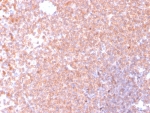 IHC staining of FFPE human spleen tissue with RETN antibody (clone RETN/4326). HIER: boil tissue sections in pH 9 10mM Tris with 1mM EDTA for 20 min and allow to cool before testing.