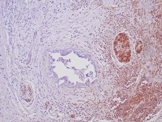 Immunohistochemical staining with re