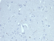Negative control: IHC staining of FFPE human cerebral cortex tissue with Muellerian Inhibiting Factor antibody (clone AMH/6713R) at 2ug/ml in PBS for 30min RT. HIER: boil tissue sections in pH 9 10mM Tris with 1mM EDTA for 20 min and allow to cool before testing.