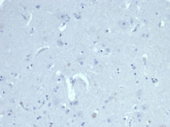 Negative control: IHC staining of FFPE human cerebral cortex tissue with Muellerian Inhibiting Factor antibody (clone AMH/6713R) at 2ug/ml in PBS for 30min RT. HIER: boil tissue sections in pH 9 10mM Tris with 1mM EDTA for 20 min and allow to cool before testing.