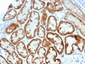 IHC staining of FFPE human kidney tissue with Muellerian Inhibiting Factor antibody (clone AMH/6713R) at 2ug/ml in PBS for 30min RT. HIER: boil tissue sections in pH 9 10mM Tris with 1mM EDTA for 20 min and allow to cool before testing.