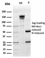 SDS-PAGE analysis of purified, BSA-free HA Tag antibody (clone HA/279) as confirmation of integrity and purity.
