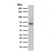 Western blot testing of human PC3 cell lysate using SOX9 antibody (clone SOX9/2387). Predicted molecular weight: 56-65 kDa.