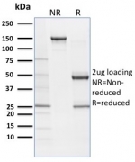 SDS-PAGE analysis of purified, BSA-free SOX9 antibody (clone SOX9/2387) as confirmation of integrity and purity.