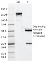 SDS-PAGE analysis of purified, BSA-free Chymotrypsin-like elastase family member 3B antibody (clone CELA3B/1811) as confirmation of integrity and purity.