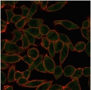 Immunofluorescent staining of PFA-fixed human HeLa cells susing ETS2 antibody (green, clone PCRP-ETS2-1D9) and phalloidin (red).