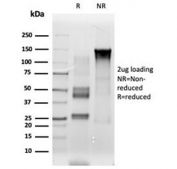 SDS-PAGE analysis of purified, BSA-free ETS2 antibody (clone PCRP-ETS2-1D9) as confirmation of integrity and purity.