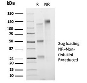 SDS-PAGE analysis of purified, BSA-free FOXB1 antibody (clone PCRP-FOXB1-1B7) as confirmation of integrity and purity.
