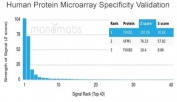 Analysis of HuProt(TM) microarray containing more than 19,000 full-length human proteins using FOXB1 antibody (clone PCRP-FOXB1-1B7). These results demonstrate the foremost specificity of the PCRP-FOXB1-1B7 mAb. Z- and S- score: The Z-score represents the strength of a signal that an antibody (in combination with a fluorescently-tagged anti-IgG secondary Ab) produces when binding to a particular protein on the HuProt(TM) array. Z-scores are described in units of standard deviations (SD's) above the mean value of all signals generated on that array. If the targets on the HuProt(TM) are arranged in descending order of the Z-score, the S-score is the difference (also in units of SD's) between the Z-scores. The S-score therefore represents the relative target specificity of an Ab to its intended target.