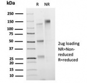 SDS-PAGE analysis of purified, BSA-free FOXB1 antibody (clone PCRP-FOXB1-1B7) as confirmation of integrity and purity.