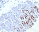 IHC staining of FFPE human stomach tissue with recombinant Mucin 6 antibody (clone MUC6/7069R). HIER: boil tissue sections in pH 9 10mM Tris with 1mM EDTA for 20 min and allow to cool before testing.
