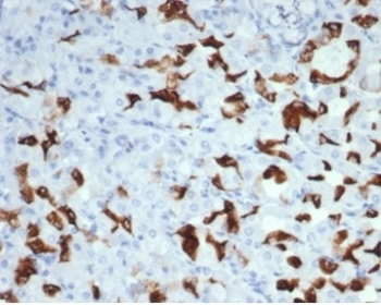 IHC staining of FFPE human salivary gland with recombinant Mucin 6 antibody (clone MUC6/7069R). HIER: boil tissue sections in pH 9 10mM Tris with 1mM EDTA for 20 min and allow to cool before testing.~