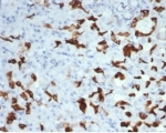 IHC staining of FFPE human salivary gland with recombinant Mucin 6 antibody (clone MUC6/7069R). HIER: boil tissue sections in pH 9 10mM Tris with 1mM EDTA for 20 min and allow to cool before testing.