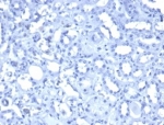 Negative control: IHC staining of FFPE human kidney tissue PBS instead of primary antibody. HIER: boil tissue sections in pH 9 10mM Tris with 1mM EDTA for 20 min and allow to cool before testing.