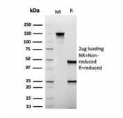 SDS-PAGE analysis of purified, BSA-free MUC1 antibody (clone Mc5) as confirmation of integrity and purity.