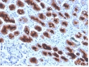 IHC staining of FFPE human stomach tissue with MUC1 antibody (clone Mc5). Negative control inset: PBS instead of primary antibody to control for secondary binding. HIER: boil tissue sections in pH 9 10mM Tris with 1mM EDTA for 20 min and allow to cool before testing.