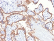IHC staining of FFPE human placental tissue with TIMP2 antibody (clone TIMP2/4477). HIER: boil tissue sections in pH 9 10mM Tris with 1mM EDTA for 20 min and allow to cool before testing.