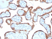 IHC staining of FFPE human placental tissue with TIMP2 antibody (clone TIMP2/4477). HIER: boil tissue sections in pH 9 10mM Tris with 1mM EDTA for 20 min and allow to cool before testing.