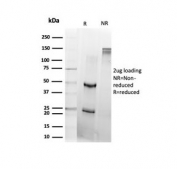 SDS-PAGE analysis of purified, BSA-free Daxx antibody (clone PCRP-DAXX-8C2) as confirmation of integrity and purity.