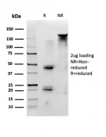 SDS-PAGE analysis of purified, BSA-free ID1 antibody (clone PCRP-ID1-2F11) as confirmation of integrity and purity.
