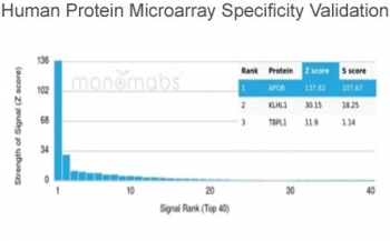 Analysis of HuProt(TM) microarray containing more than 19,000 full-length human proteins using APOB antibody (clone APOB/4332). These results demonstrate the foremost specificity of the APOB/4332 mAb. Z- and S- score: The Z-score represents the strength of a signal that an antibody (in combination with a fluorescently-tagged anti-IgG secondary Ab) produces when binding to a particular protein on the HuProt(TM) array. Z-scores are described in units of standard deviations (SD's) above the mean value of all signals generated on that array. If the targets on the HuProt(TM) are arranged in descending order of the Z-score, the S-score is the difference (also in units of SD's) between the Z-scores. The S-score therefore represents the relative target specificity of an Ab to its intended target.