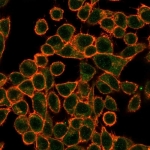 Immunofluorescent staining of PFA-fixed human HeLa cells using SOX10 antibody (green, clone PCRP-SOX10-1D8) and phalloidin (red).