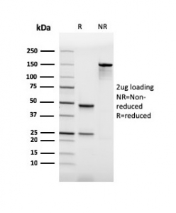 SDS-PAGE analysis of purified, BSA-free recombinant PU.1 antibody (clone rPU1/2146) as confirmation of integrity and purity.