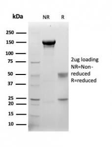 SDS-PAGE analysis of purified, BSA-free S100B antibody (S100B/4143) as confirmation of integrity and purity.